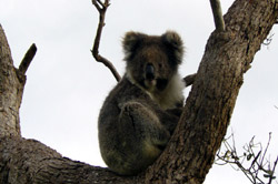 Koala spotting is one of our visitor's favorite occupation